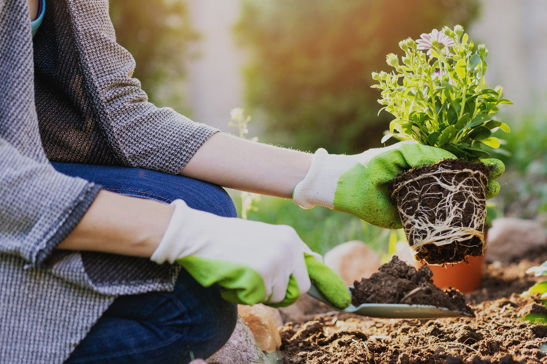 June Gardening Top Tips: Homefire Essentials