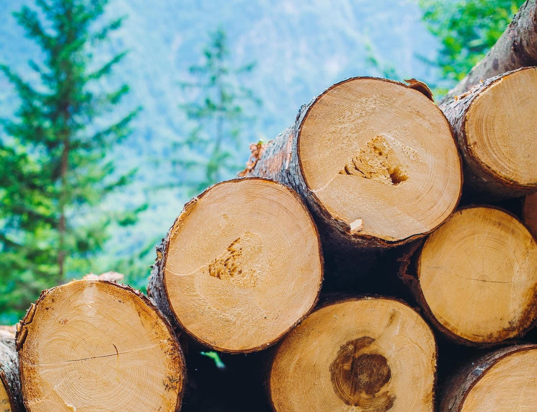 Hardwood vs Softwood: Which Is Better?