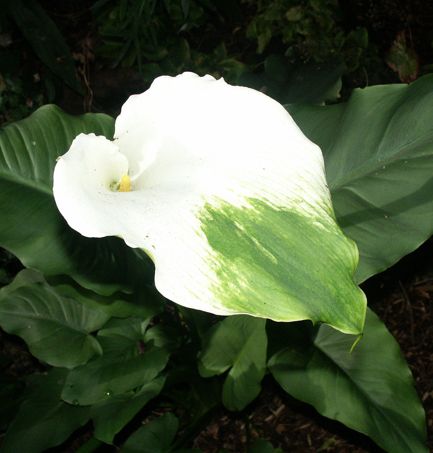 Soil Improver - 50 Ltr Bag