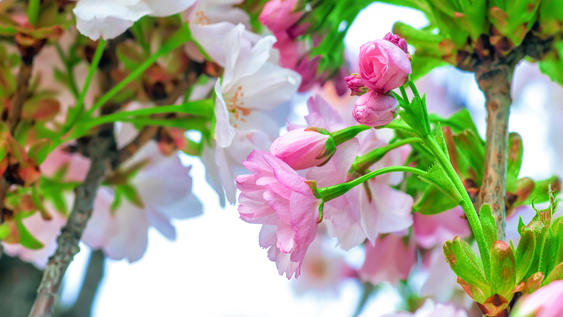 Get Garden Ready This April: Top Tips for Spring Landscaping & Outdoor Prep