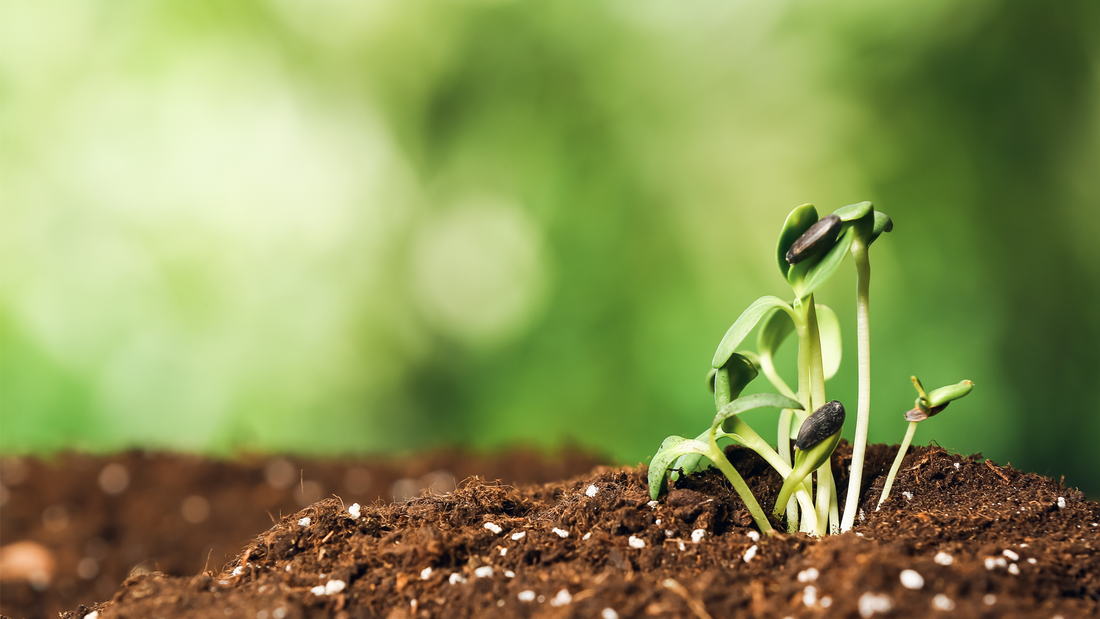 Top things to plant in March 2025. Get garden ready with Homefire