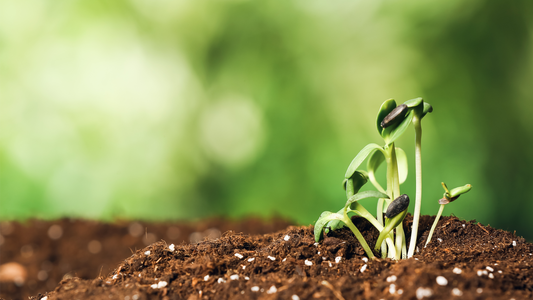 Top things to plant in March 2025. Get garden ready with Homefire