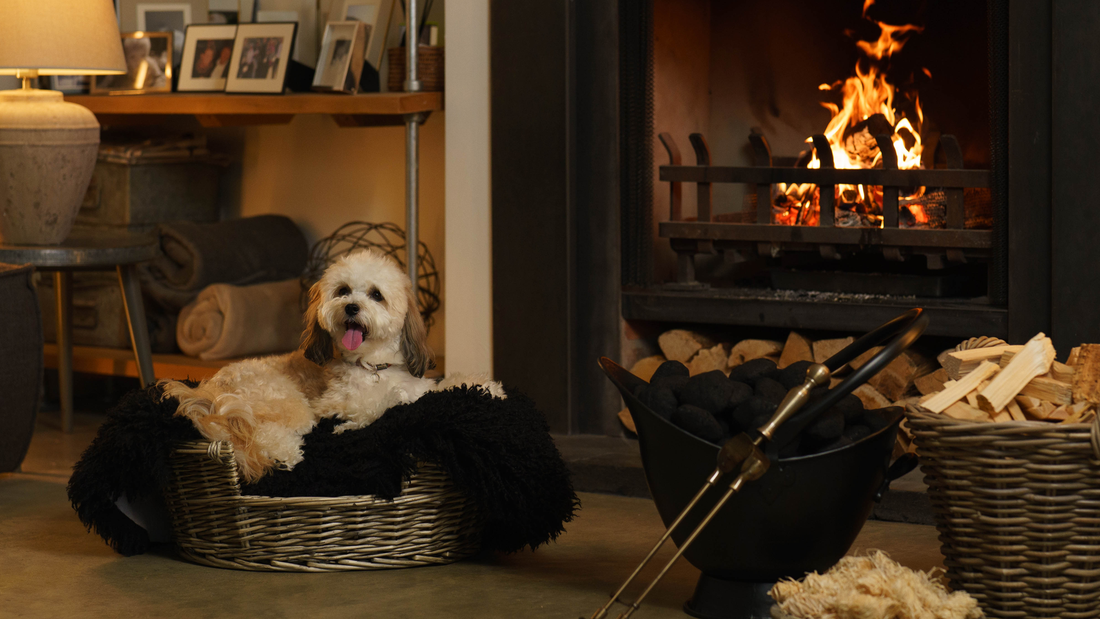 White dog with tongue out, resting in front of a warm and cosy Homefire fuelled fire. Smokeless coal in basket next to kiln dried firewood