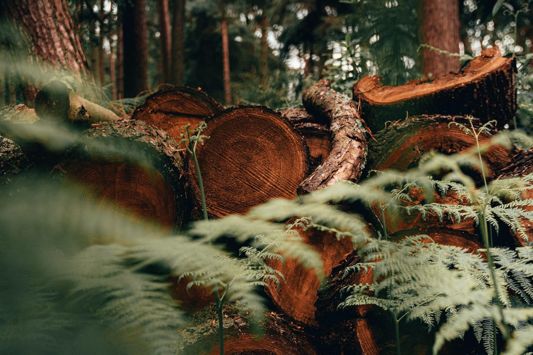 Why do log moisture levels matter?