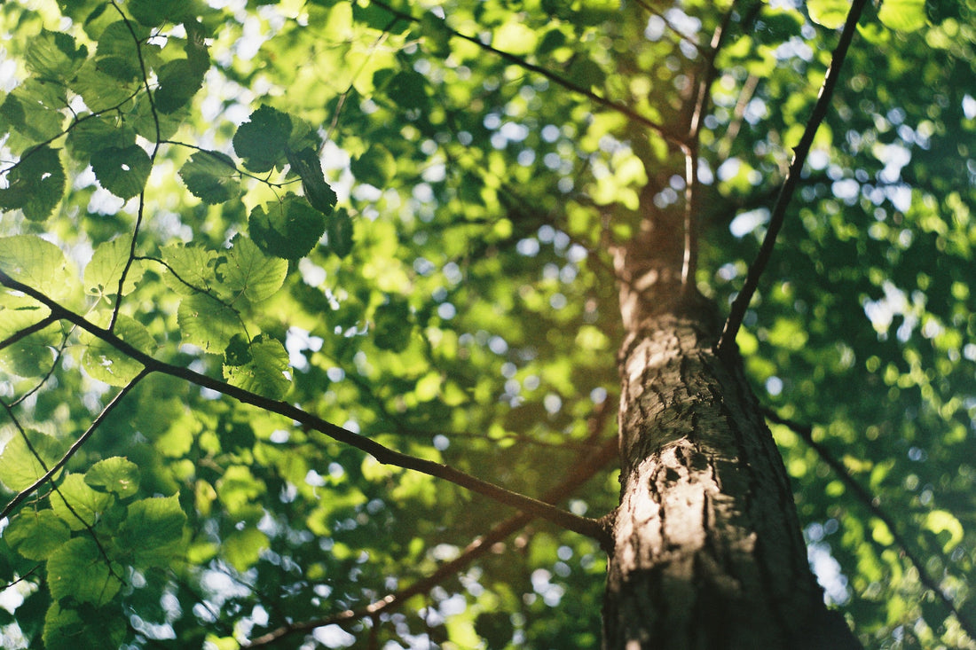 Why is air quality so important to a healthy, well-functioning planet?