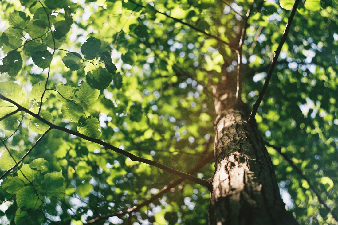 How CPL is becoming Green!