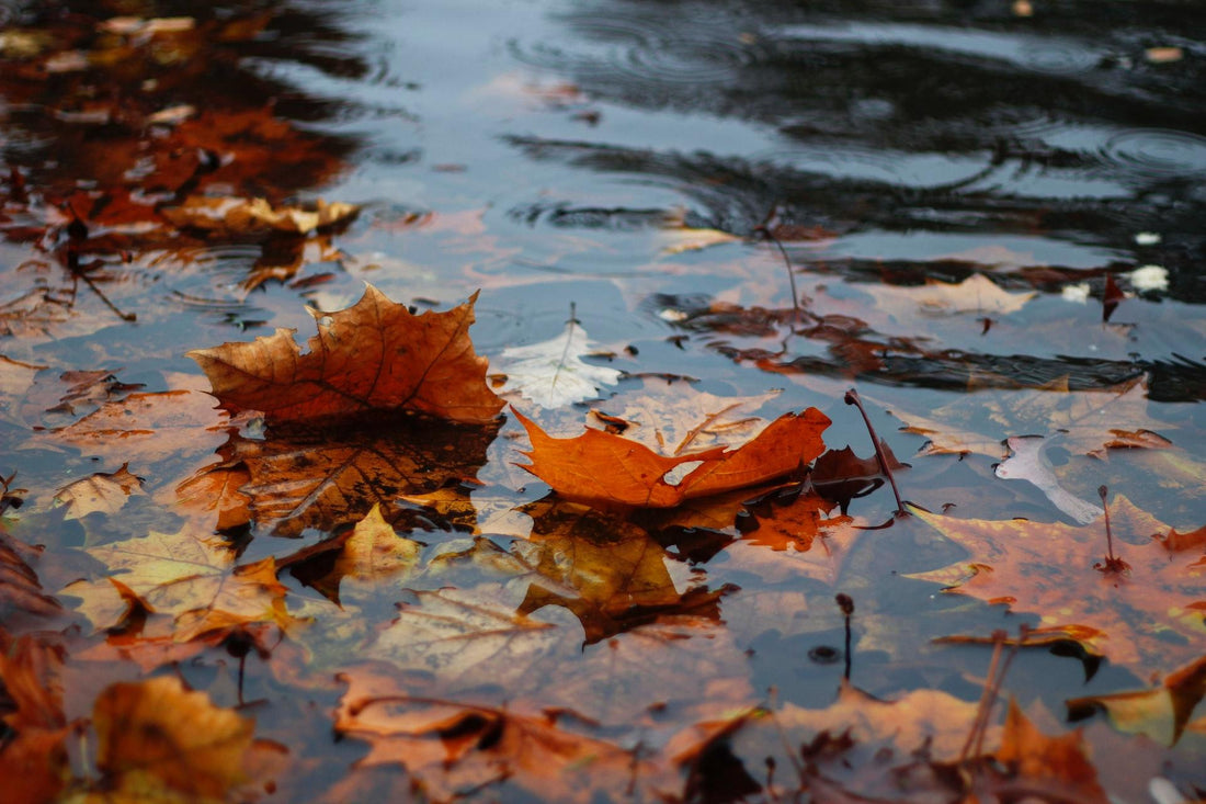 How to keep your logs dry during the wet months