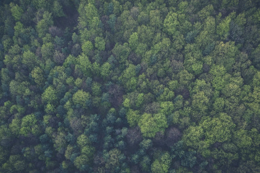 Why buying eco-friendly wood could be your most important New Year’s resolution next year