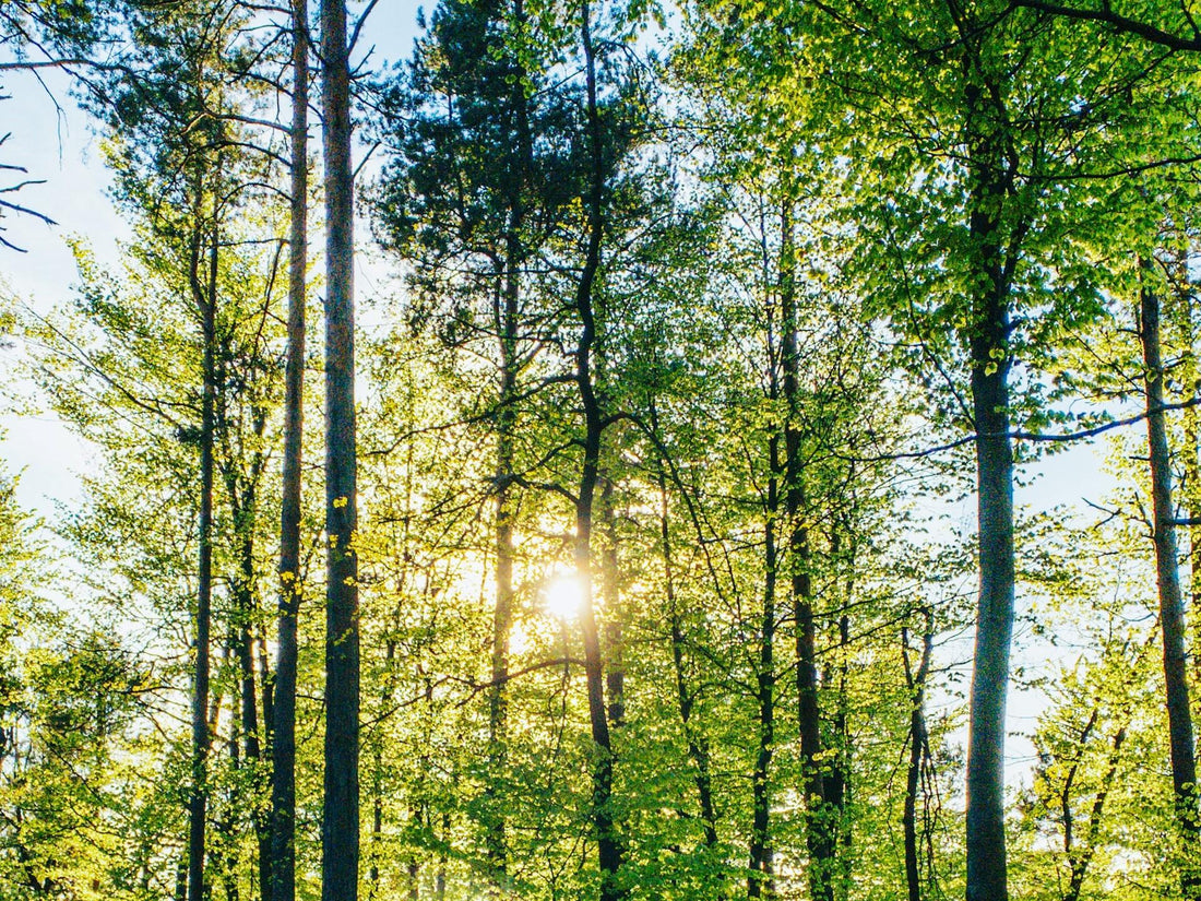 Why Renewable Forests Are the Future