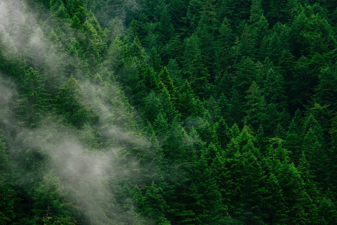 Safe & Sustainable: Why going all-natural with your wood matters