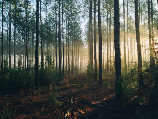 Where and how we source our ethical wood