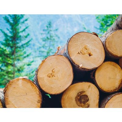 Hardwood Vs Softwood: Which One’s Better?