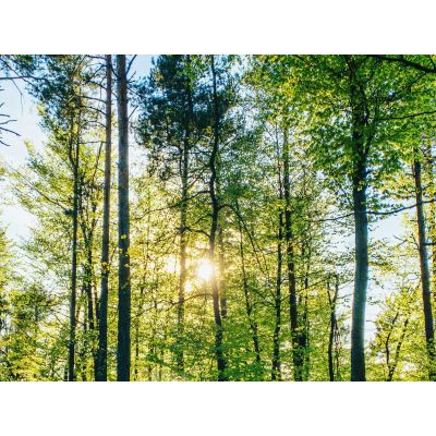 Why Renewable Forests Are the Future